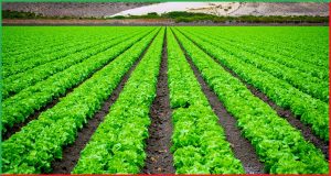 NABARD क्या है 